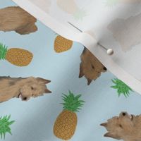 Tiny Australian Terriers - pineapples