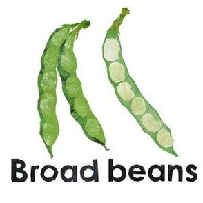 broad beans  - 6" panel