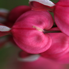 bleeding hearts