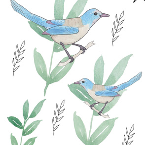 Watercolor scrub jays with plants