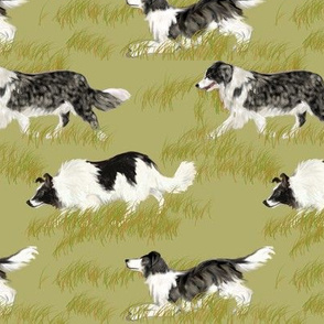 Border Collies on Khaki colored Grass