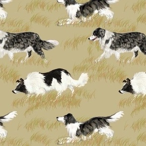 Border Collies on Beige Grass