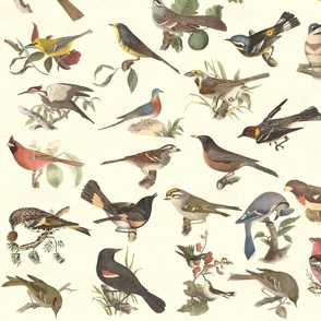 Bird Collage 1a