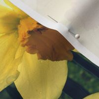 Yellow lily Photo