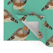 Zebra Finches