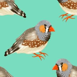 Zebra Finches