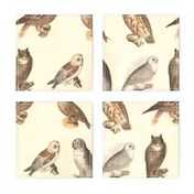 Owl Collage