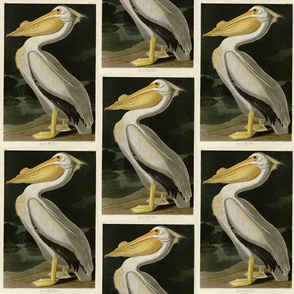 Plate 311 American White Pelican from Audubon Birds of America