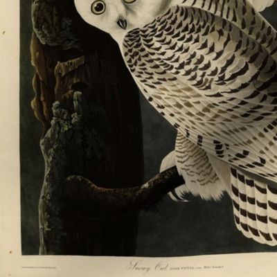 Plate 121 Snowy Owl from Audubon Birds of America
