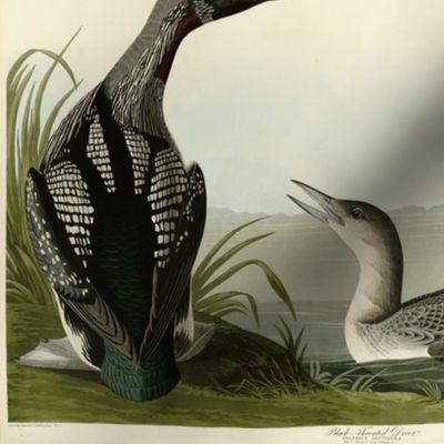 Plate 346 Black-Throated Diver (Loon) from Audubon Birds of America