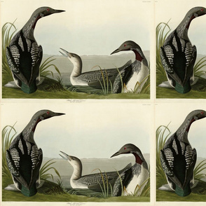 Plate 346 Black-Throated Diver (Loon) from Audubon Birds of America