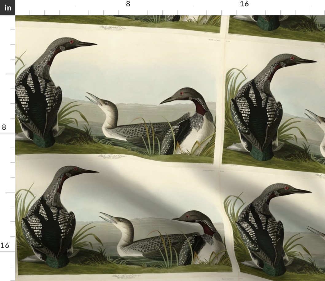 Plate 346 Black-Throated Diver (Loon) from Audubon Birds of America