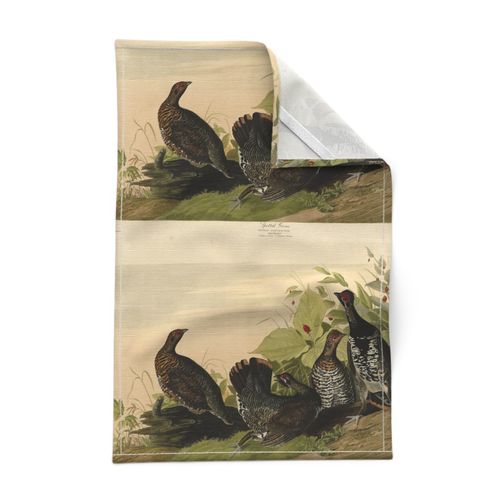 Plate 176 Spotted Grous (Grouse) from Audubon Birds of America