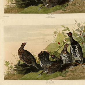 Plate 176 Spotted Grous (Grouse) from Audubon Birds of America