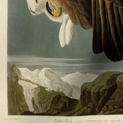 Plate 181 Goldon Eagle from Audubon Birds of America