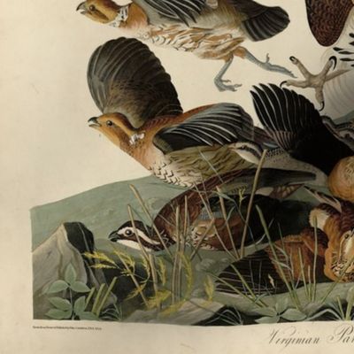 Plate 76 Virginian Partridge from Audubon Birds of America