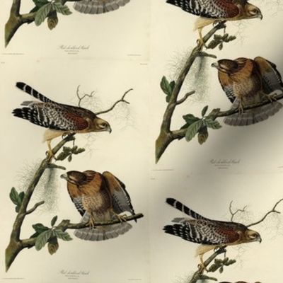 Plate 56 Red-shouldered Hawk from Audubon Birds of America