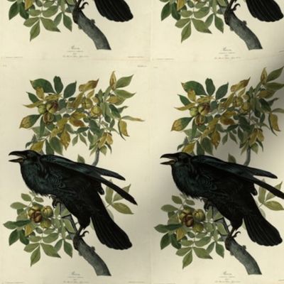 Plate 101 Raven from Audubon Birds of America