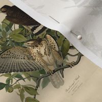 Plate 91 Broad-winged Hawk from Audubon Birds of America