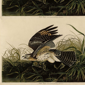 Plate 71 Winter Hawk from Audubon Birds of America