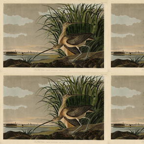 Plate 231 Long-billed Curlew from Audubon Birds of America