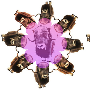 Musk Ox Circle