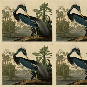 217 Louisiana Heron from Audubon Birds of America