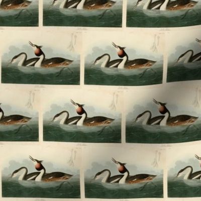 292 Crested Grebe from Audubon Birds of America