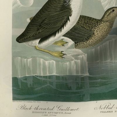 402 1. Black-throated Guillemot - 2. Nobbed-billed Auk - 3. Curled-crested Auk - 4. Horned-billed Guillemot from Audubon Birds of America