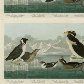 402 1. Black-throated Guillemot - 2. Nobbed-billed Auk - 3. Curled-crested Auk - 4. Horned-billed Guillemot from Audubon Birds of America