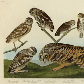 432 1. Burrowing Owl - 2. Large-headed Burrowing Owl - 3. Little night Owl - 4. Columbian Owl - 5. Short-eared Owl from Audubon Birds of America