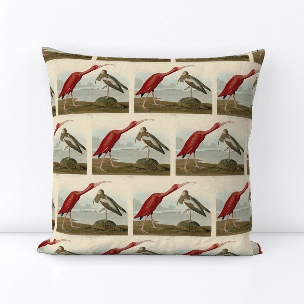 397 Scarlet Ibis from Audubon Birds of America