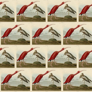 397 Scarlet Ibis from Audubon Birds of America