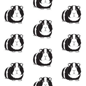 large black and white guinea pigs