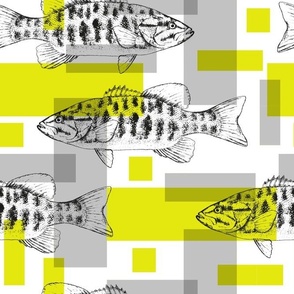 Fishes with grey and yellow rectangles