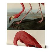 Plate 431 American Flamingo from Audubon Birds of America Crp