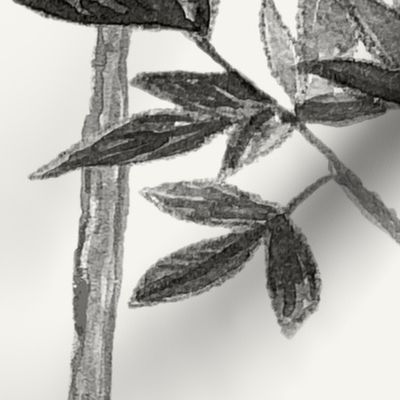 Charcoal on Cream Climbing  branches