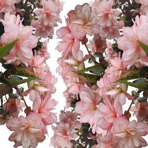 Spring Begonia