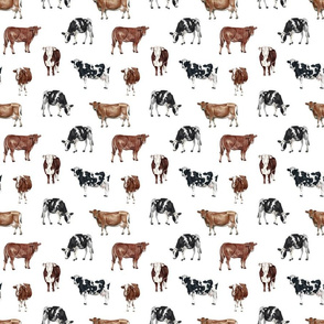 Farm Cows on White - Medium