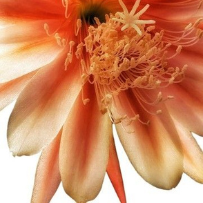 Orange Orchid Cactus Flower