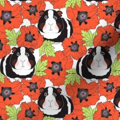 large guinea pigs and poppies on white