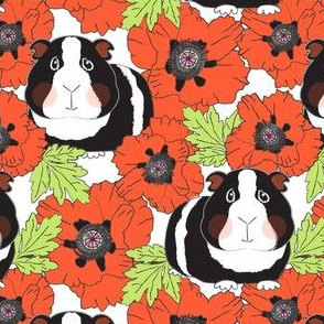 large guinea pigs and poppies on white