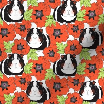 medium guinea pigs with poppies on white