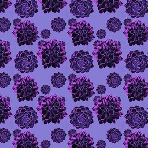 Succulents - purple