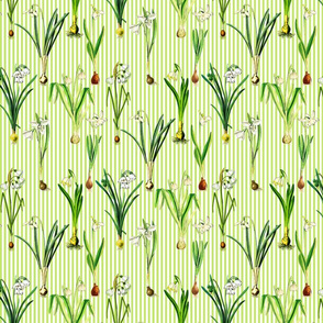 Snowdrops on bright green stripes