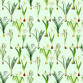 Snowdrops on candy green stripes