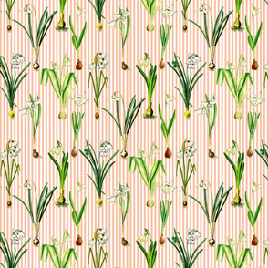 Snowdrops on peach stripes