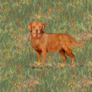 Fox Red Labrador Retriever in Wildflower Field for Pillow