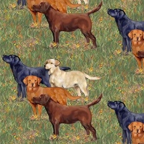 Four Colors of Labrador Retrievers