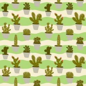 Small green cacti 